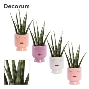 Sansevieria Fernwood 6 cm in Dua Lipa (Party Love-collection)