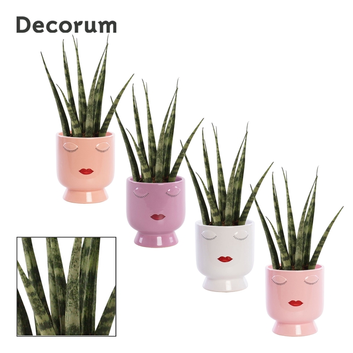 <h4>Sansevieria Fernwood 6 cm in Dua Lipa (Party Love-collection)</h4>