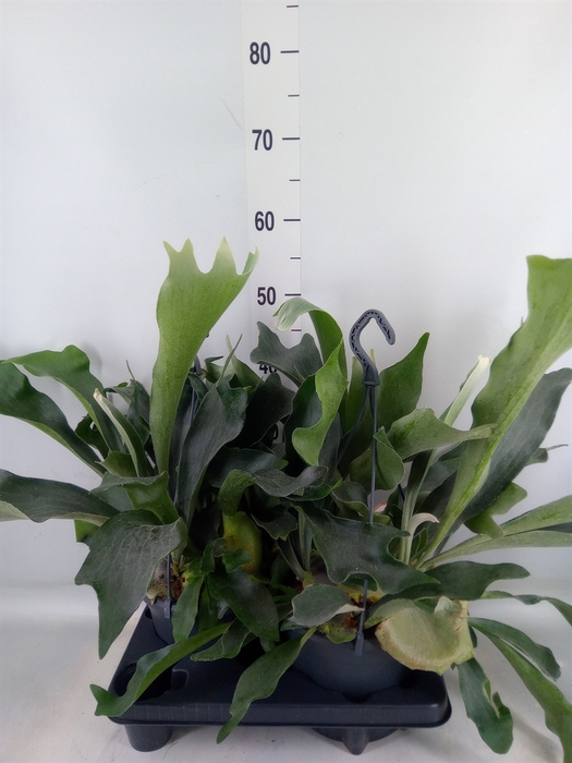<h4>Platycerium bifurc.</h4>