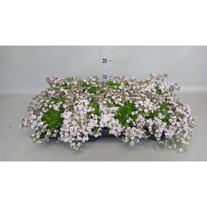 Gypsophila cerastioides