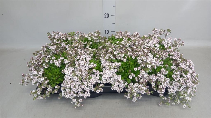 <h4>Gypsophila cerastioides</h4>