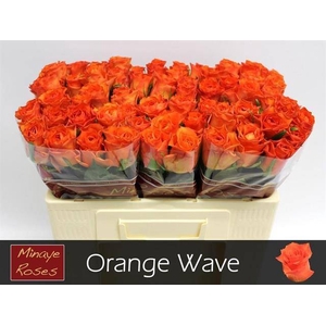 R Gr Orange Wave