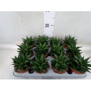 Haworthia limifolia