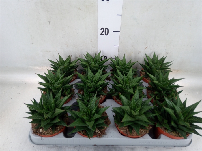 <h4>Haworthia limifolia</h4>