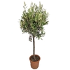 Olea europaea