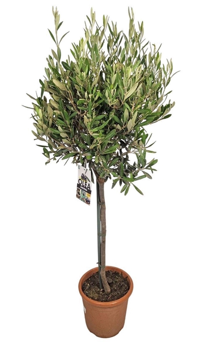 <h4>Olea europaea</h4>