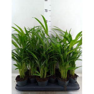 Dypsis lutescens   ...Chrysalidoca