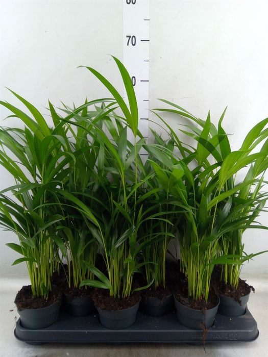 <h4>Dypsis lutescens   ...Chrysalidoca</h4>