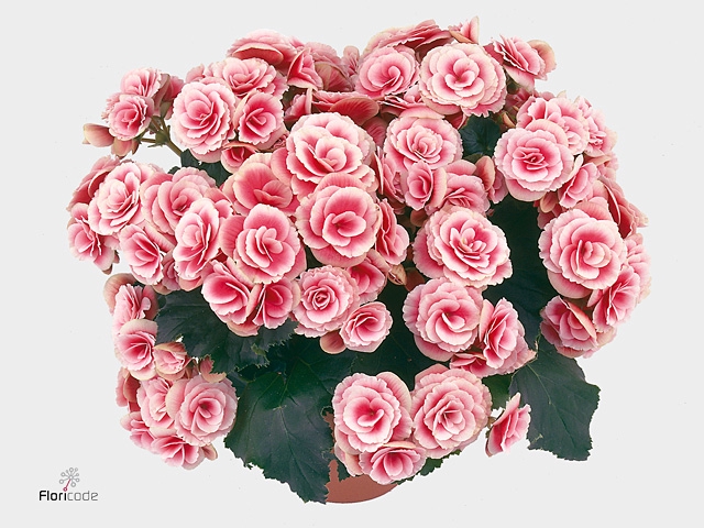 Begonia Du Borias