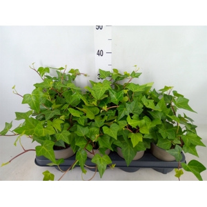 Hedera alger. 'Montgomery'