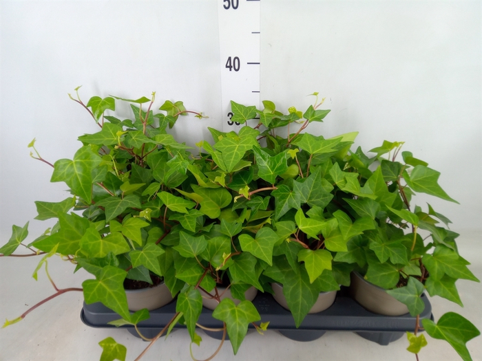 <h4>Hedera alger. 'Montgomery'</h4>