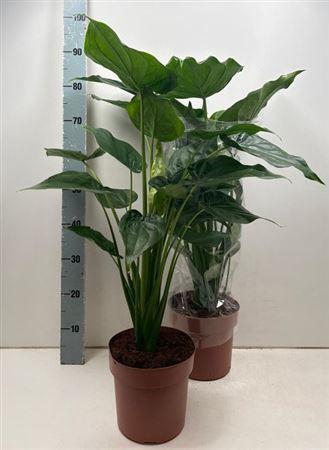 <h4>Aloc Cucullata</h4>