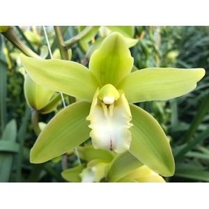 Cymbidium Mini Queen Sue X8 Leekade