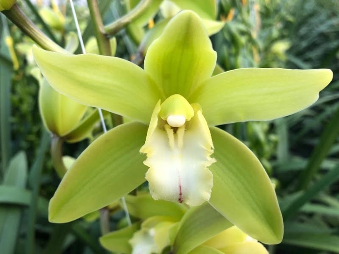 <h4>Cymbidium Mini Queen Sue X4 Leekade</h4>