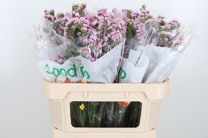 <h4>Lim S Lucia Pink</h4>