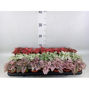 Hypoestes phyllo.   ...mix