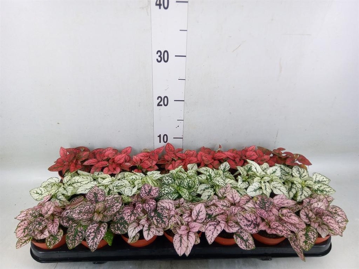 <h4>Hypoestes phyllo.   ...mix</h4>