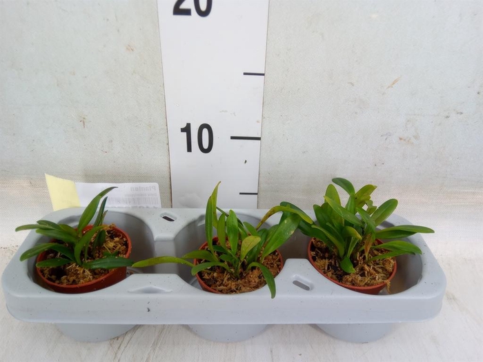 <h4>Planten   ... L%</h4>