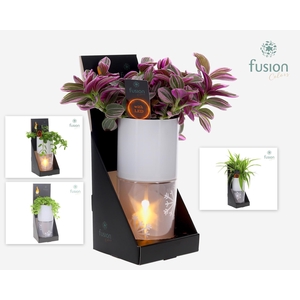 Glas tube Led planter groot met Groenen planten mix