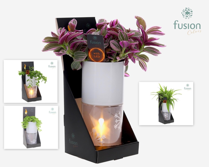 <h4>Glas tube Led planter groot met Groenen planten mix</h4>