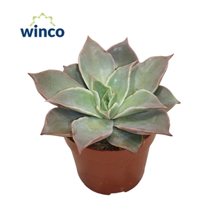 Echeveria Madiba