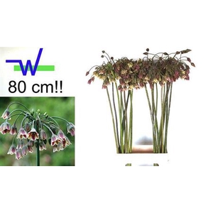 Allium Nect Siculum Bulgar