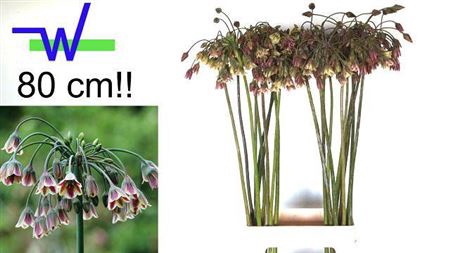 <h4>Allium Nect Siculum Bulgar</h4>