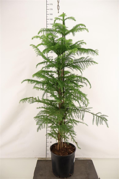 <h4>Araucaria 30 Cm. P. Heterophylla 5 P. P 160 Cm. H</h4>
