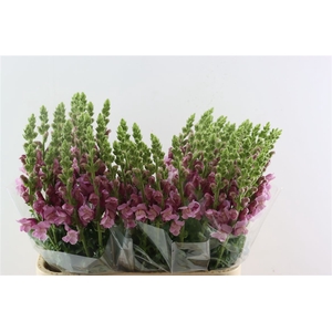 Antir Maryland Lavendel