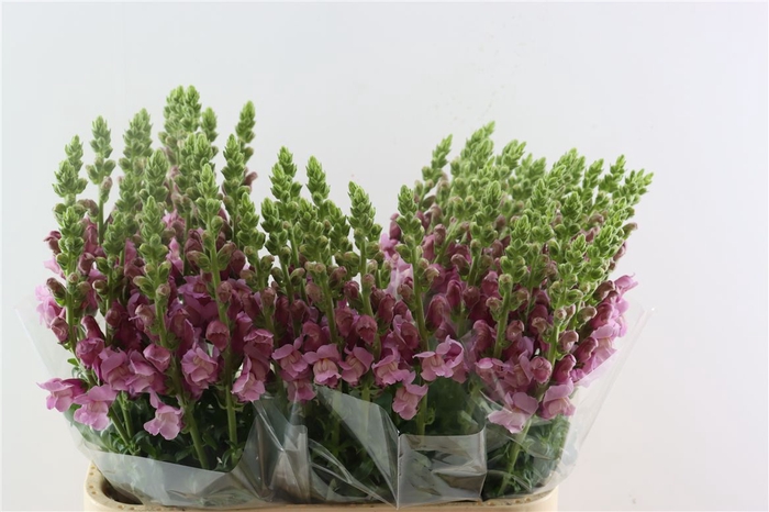 <h4>Antir Maryland Lavendel</h4>