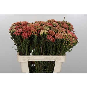 Kaaps Groen Red Brunia Small