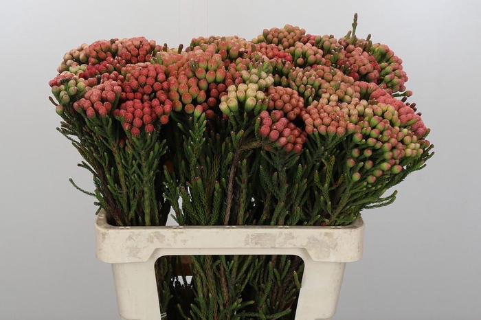 <h4>Kaaps Groen Red Brunia Small</h4>