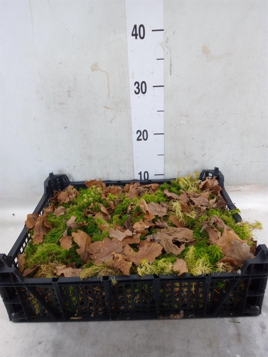 <h4>Mossen   ...H%</h4>