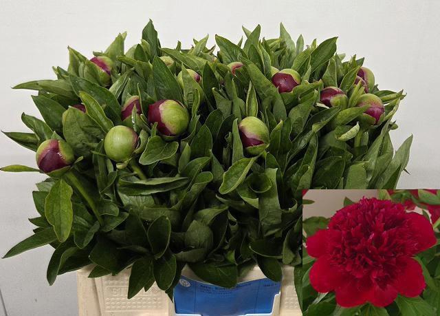 <h4>PAEO RED CHARM</h4>