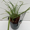 Miscanthus 'Ferner Osten' P17 (2ltr)