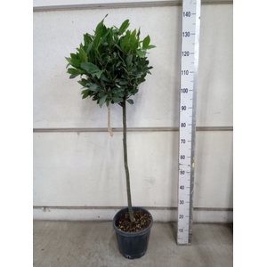 Laurus nobilis