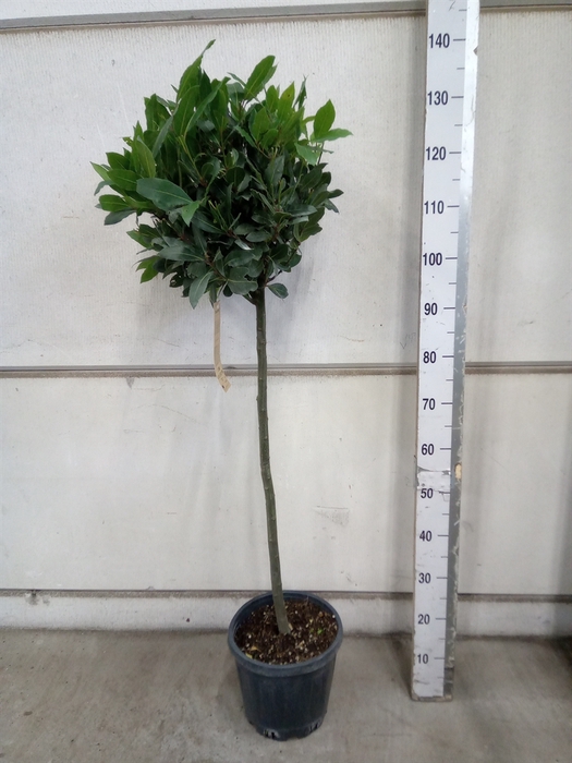 <h4>Laurus nobilis</h4>