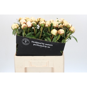 Paeonia Bowl Of Cream