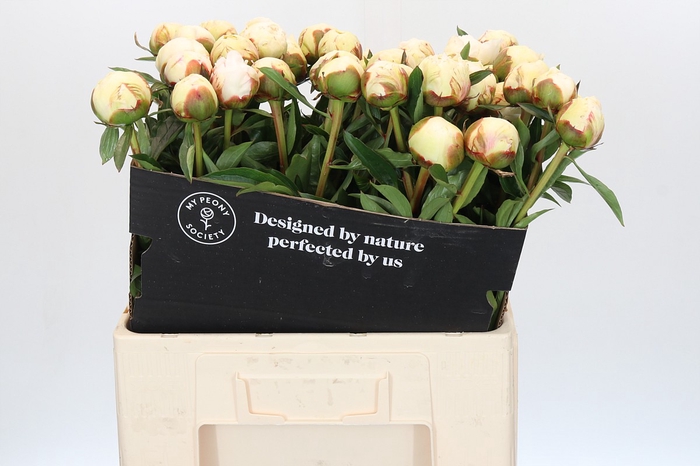 Paeonia Bowl Of Cream