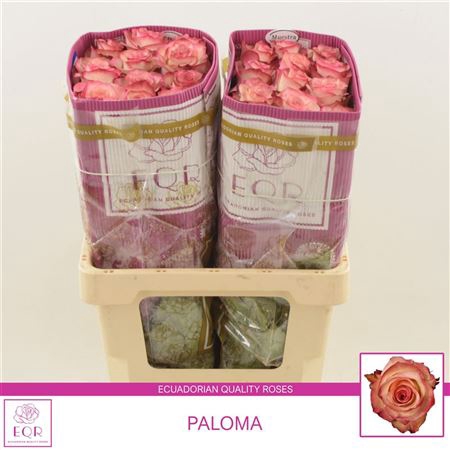 <h4>Rosa grootbloemig Paloma</h4>