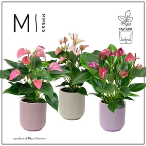 Mimesis Anthurium KARMA Multiflora mix - Atlanta Pastel