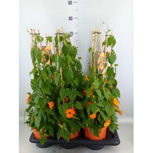 Thunbergia alata 'Orange BlackEye'