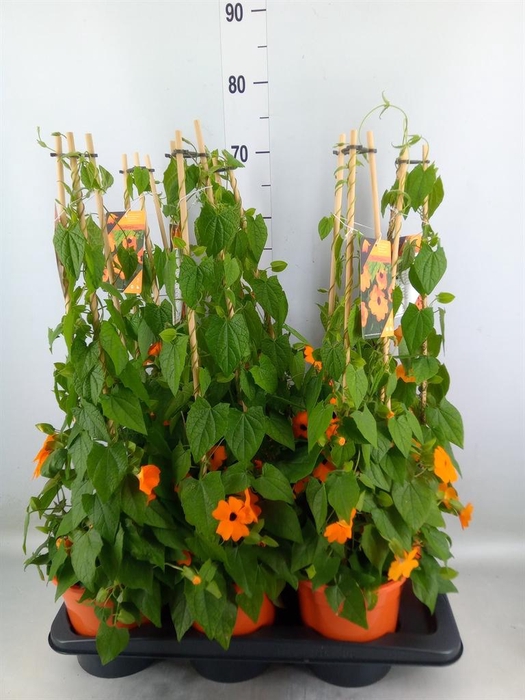 <h4>Thunbergia alata 'Orange BlackEye'</h4>