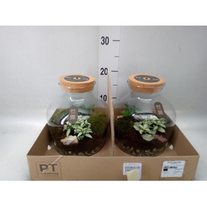 Arr.   Kamerplant Groen H%