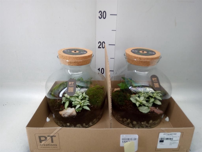 <h4>Arr.   Kamerplant Groen H%</h4>