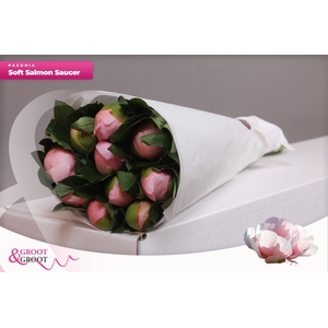 Paeonia Soft Salmon Saucer