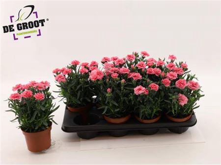 <h4>Dian Osc Pink</h4>