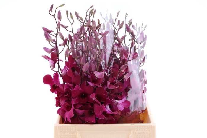 <h4>Dendro Tsk Sg</h4>