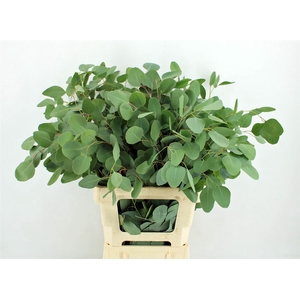 Euca Populus 150gr P Bunch