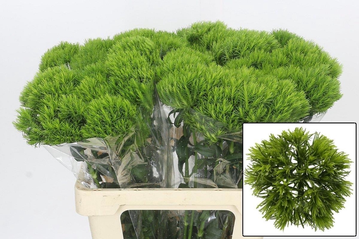 Dianthus Br Kiwi Mellow